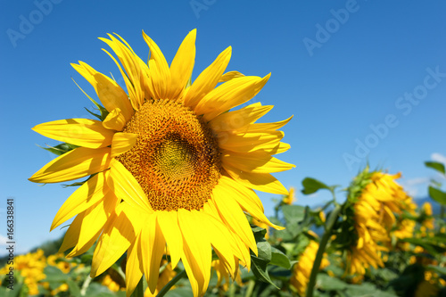 Sunflower in blossom. Sunflowers close up.