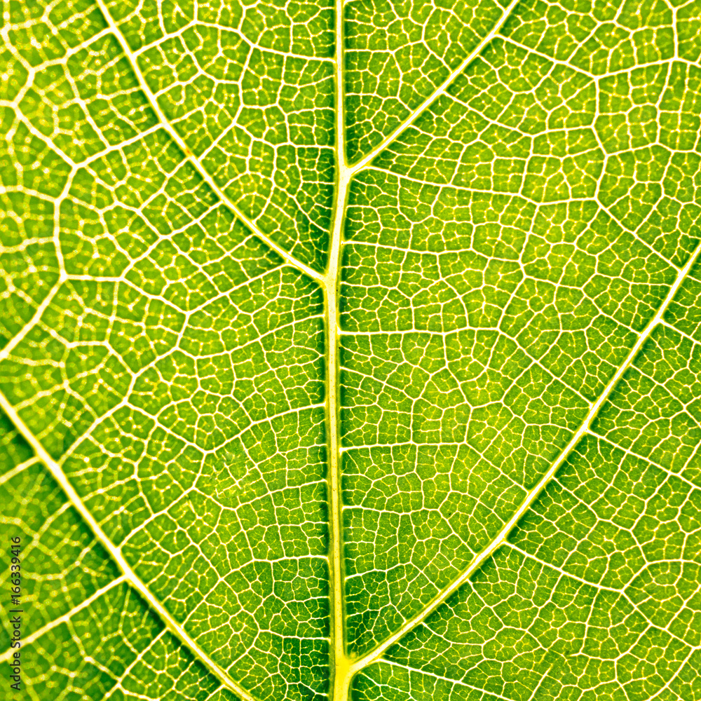 Obraz premium Grape leaves texture leaf background macro green light closeup