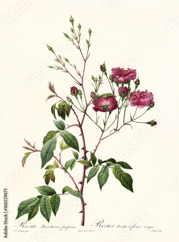 Old illustration of Rosa noisettiana purpurea. Created by P. R. Redoute, published on Les Roses, Imp. Firmin Didot, Paris, 1817-24