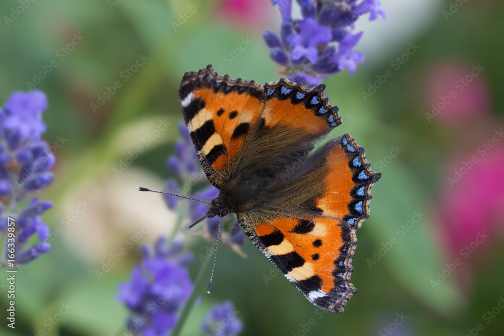 Kleiner Fuchs (Aglais urticae)