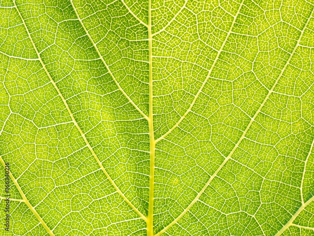 Leaves texture leaf background macro green light closeup Leaves texture leaf background macro green light closeup