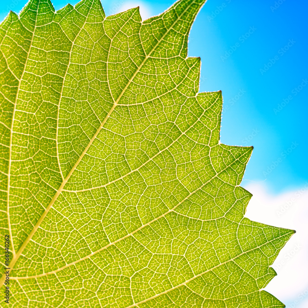 Grape leaves texture leaf background macro green light closeup Grape leaves texture leaf background macro green light closeup