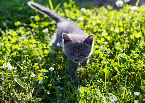 beautiful kitten playing on green grass background