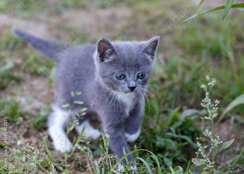 beautiful kitten playing on green grass background