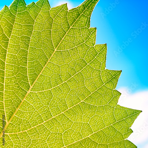 Grape leaves texture leaf background macro green light closeup