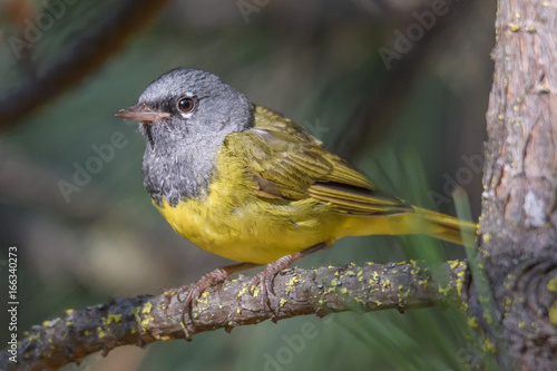 MacGillivray's Warbler perched on a branch in the forest photo