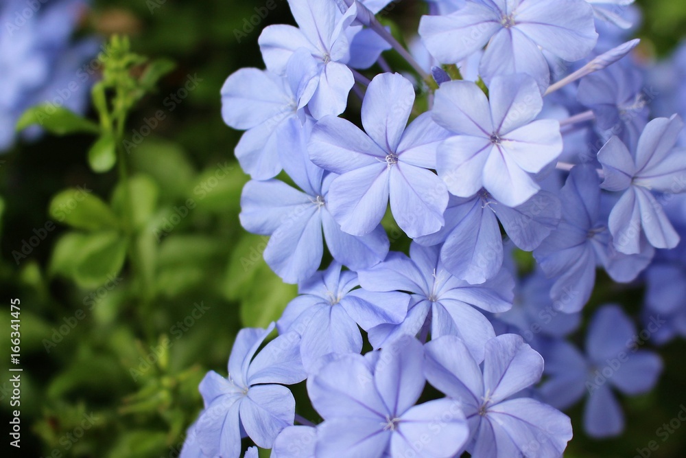 Flower close-up pictures, larger HD _ flower flowers material 