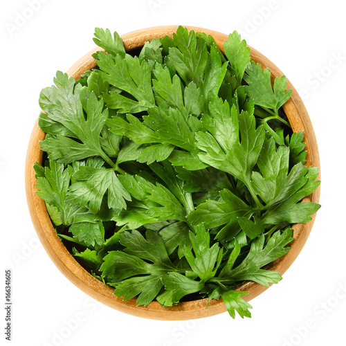 Fresh flat leaf parsley in wooden bowl. Green leaves of Petroselinum crispum, used as herb, spice and vegetable. Isolated macro food photo close up from above on white background.
