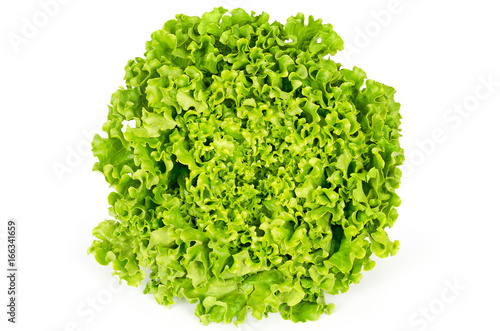 Batavia lettuce front view. Also French or summer crisp. Fresh bright green salad head with crinkled leaves and a wavy leaf margin. Variety of Lactuca sativa. Macro food photo close up.