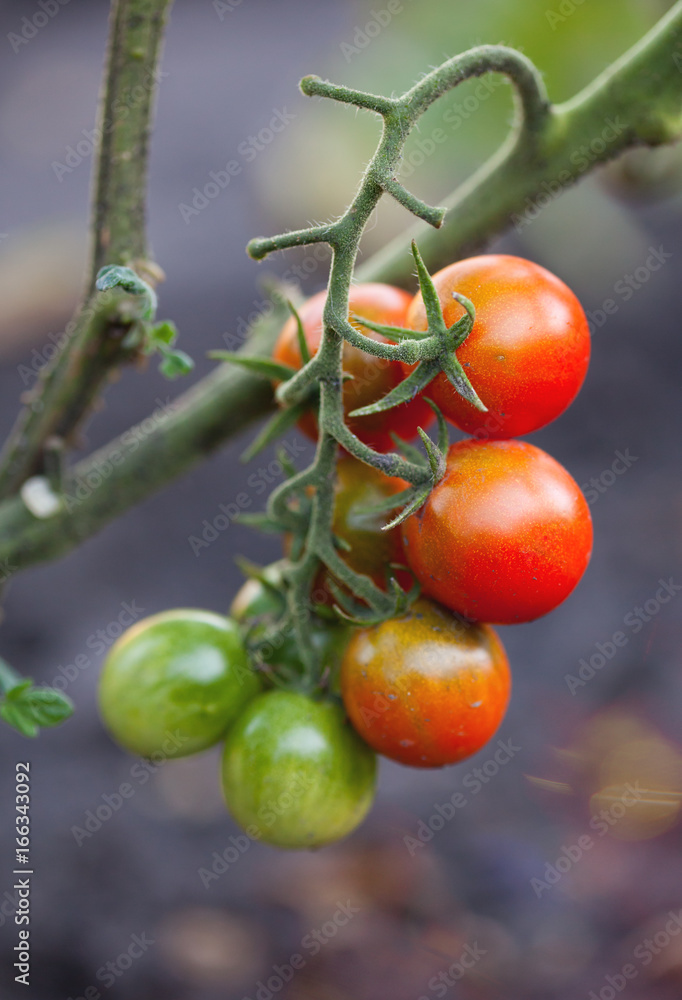 Tomato on the bush