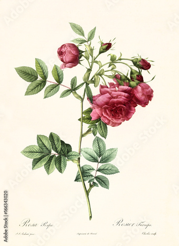 Old illustration of Rosa rapa. Created by P. R. Redoute, published on Les Roses, Imp. Firmin Didot, Paris, 1817-24