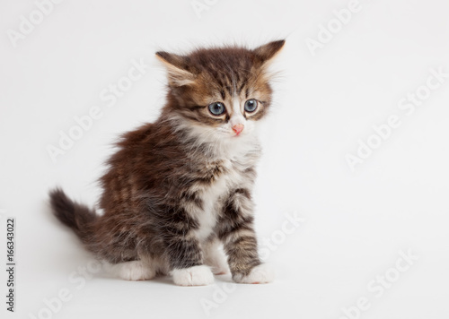 little fluffy brown kitten © Lisenok