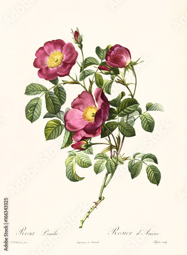 Old illustration of Rosa pumila. Created by P. R. Redoute, published on Les Roses, Imp. Firmin Didot, Paris, 1817-24 photo