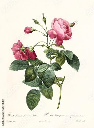 Old illustration of Rosa reclinata flore sub simplici. Created by P. R. Redoute, published on Les Roses, Imp. Firmin Didot, Paris, 1817-24