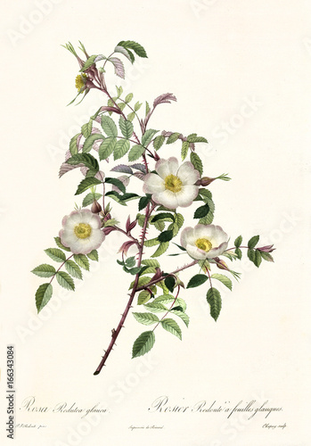 Old illustration of Rosa redutea glauca. Created by P. R. Redoute, published on Les Roses, Imp. Firmin Didot, Paris, 1817-24