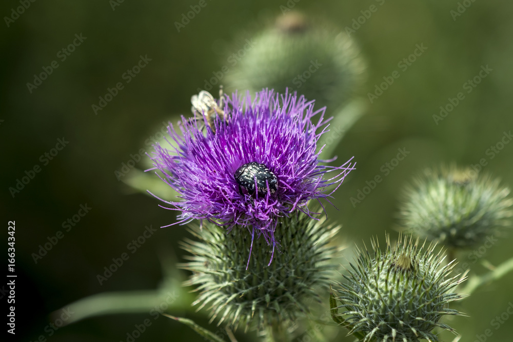 A small dark beetle on a blooming thistle A small dark beetle on a blooming thistle