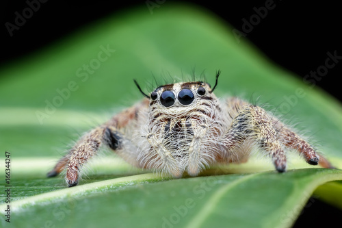 Super macro female Hyllus diardi or Jumping spider on green leaf