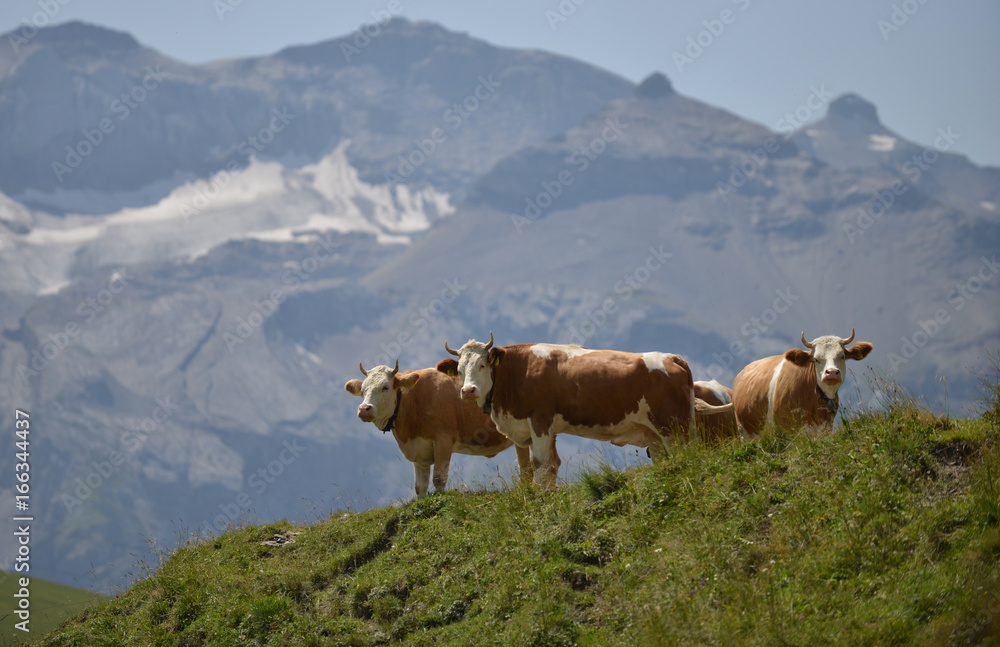 vaches alpines