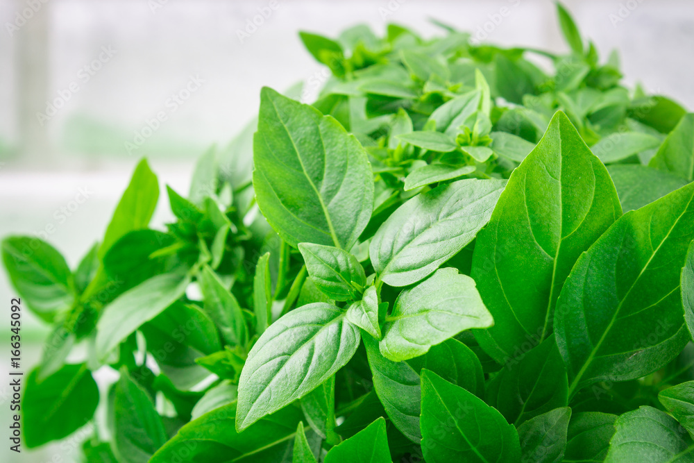 A bunch of green lemon basil on a white concrete table against a brick wall background