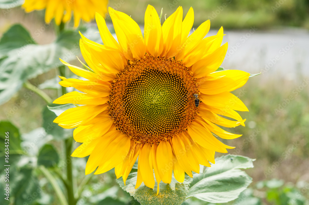 Bee on sunflower. Flower of sunflower