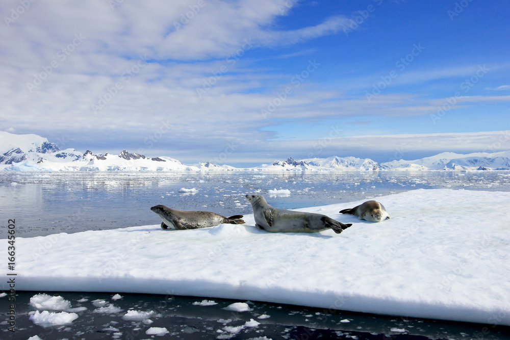 Naklejka premium Crabeater seals on ice floe, Antarctic Peninsula, Antarctica