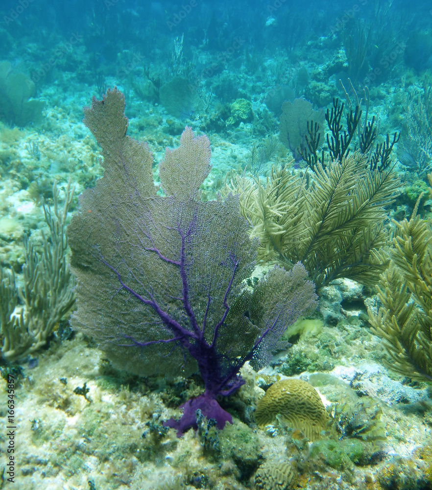 Obraz premium récif corallien 