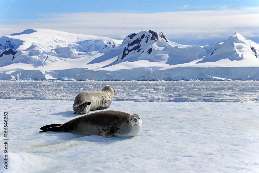 Fototapeta premium Crabeater seals on ice floe, Antarctic Peninsula, Antarctica