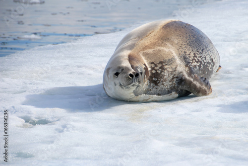 Crabeater seal on ice floe, Antarctic Peninsula, Antarctica