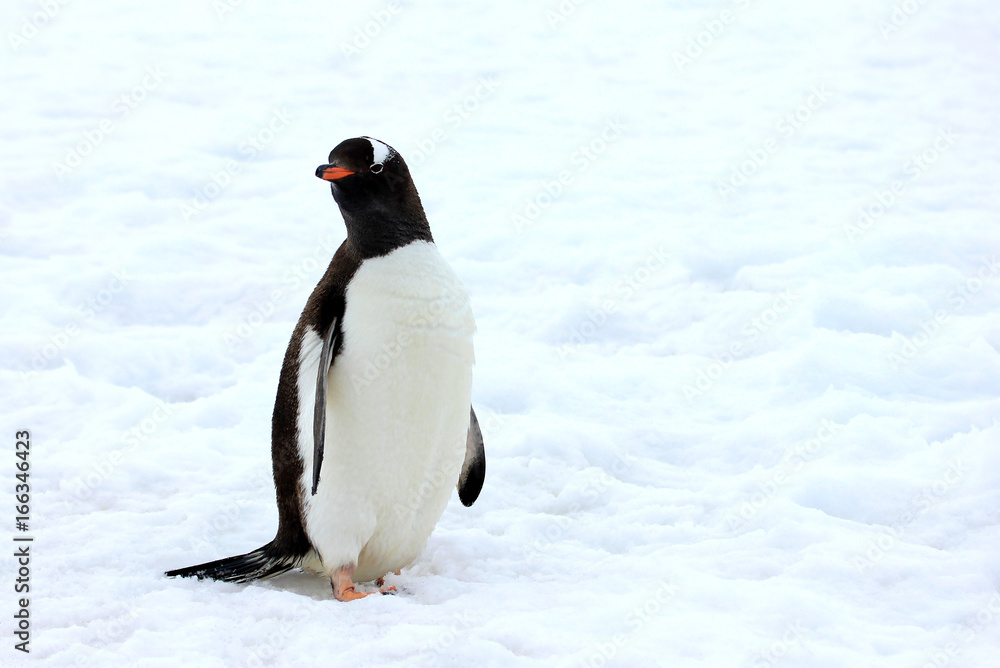 Obraz premium Gentoo penguin walking on snow in Antarctic Peninsula, Antarctica