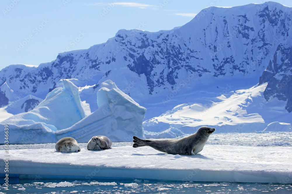Fototapeta premium Foki Crabeater na krze lodowej, Półwysep Antarktyczny, Antarktyda