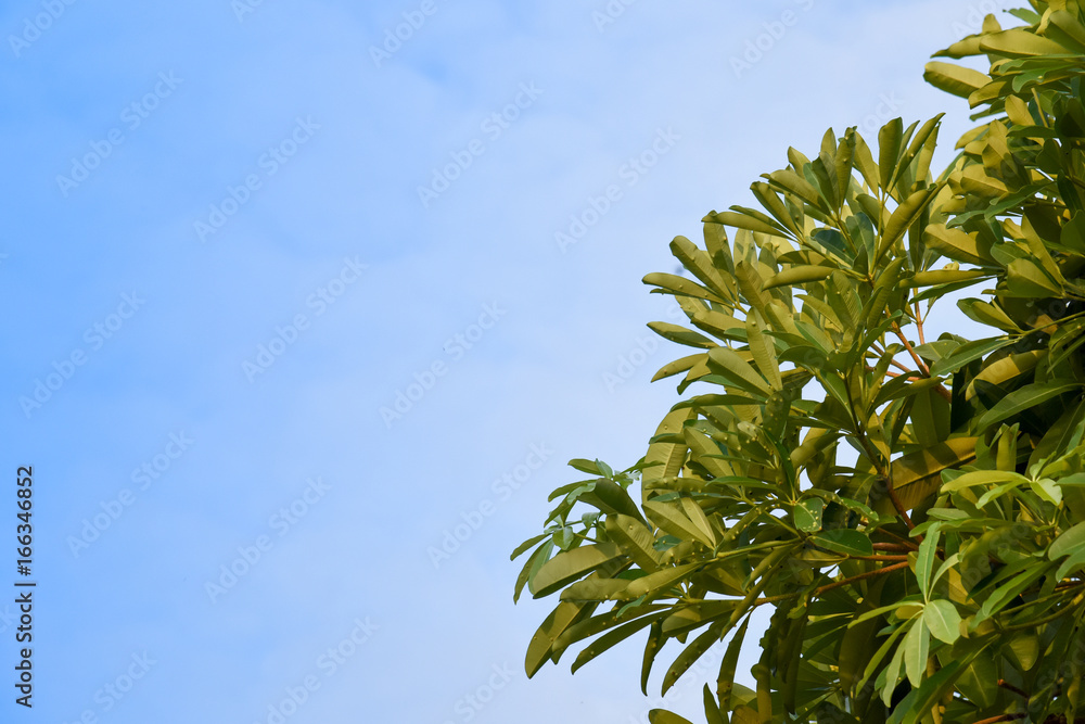 Alstonia scholaris leaf Alstonia scholaris leaf
