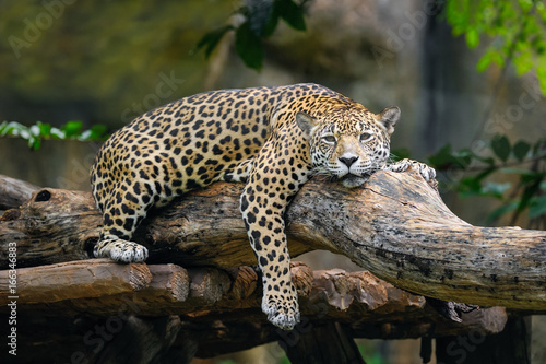 Jaguar lying on a branch. photo