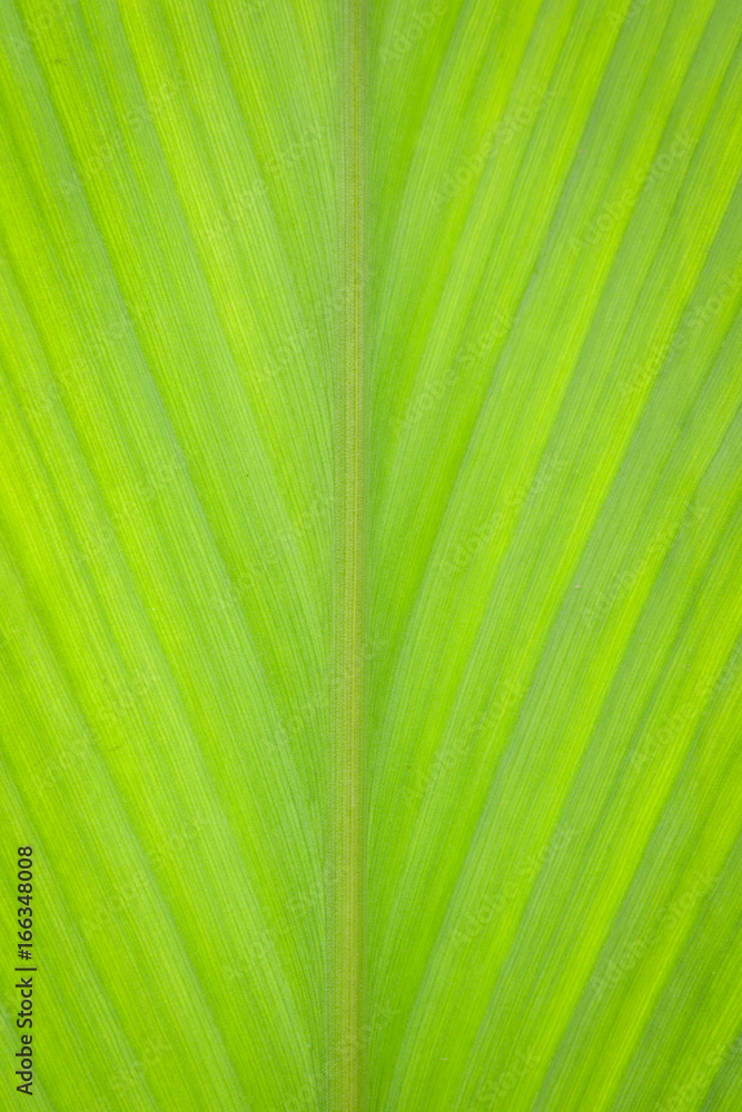 Close up green leaf background for texture Close up green leaf background for texture