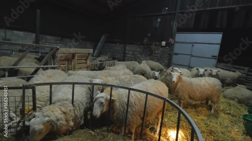 two farmers check their livestock at night in barn