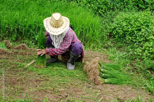 Thai farmer with straw hat working in paddy field with ears of rice, beautiful green field with rice, beguining of rice season in thailand
