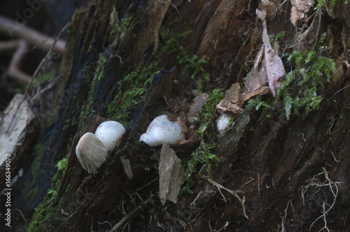 Mushrooms (Mutinus ravenelii) photo