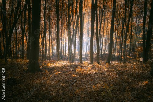 autumn evening in forest © andreiuc88