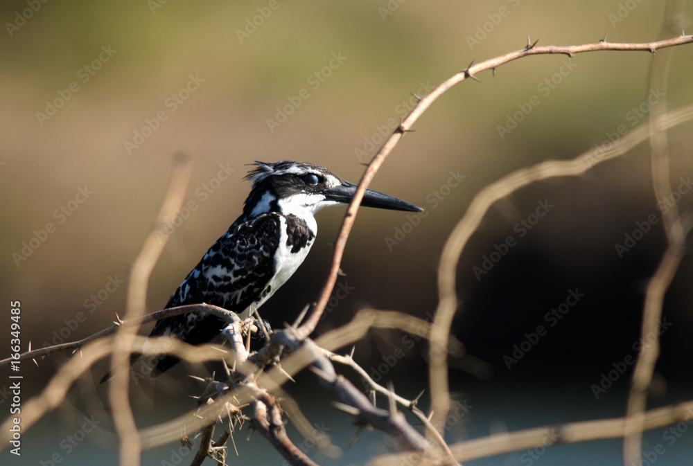 Fototapeta premium Pied Kingfisher