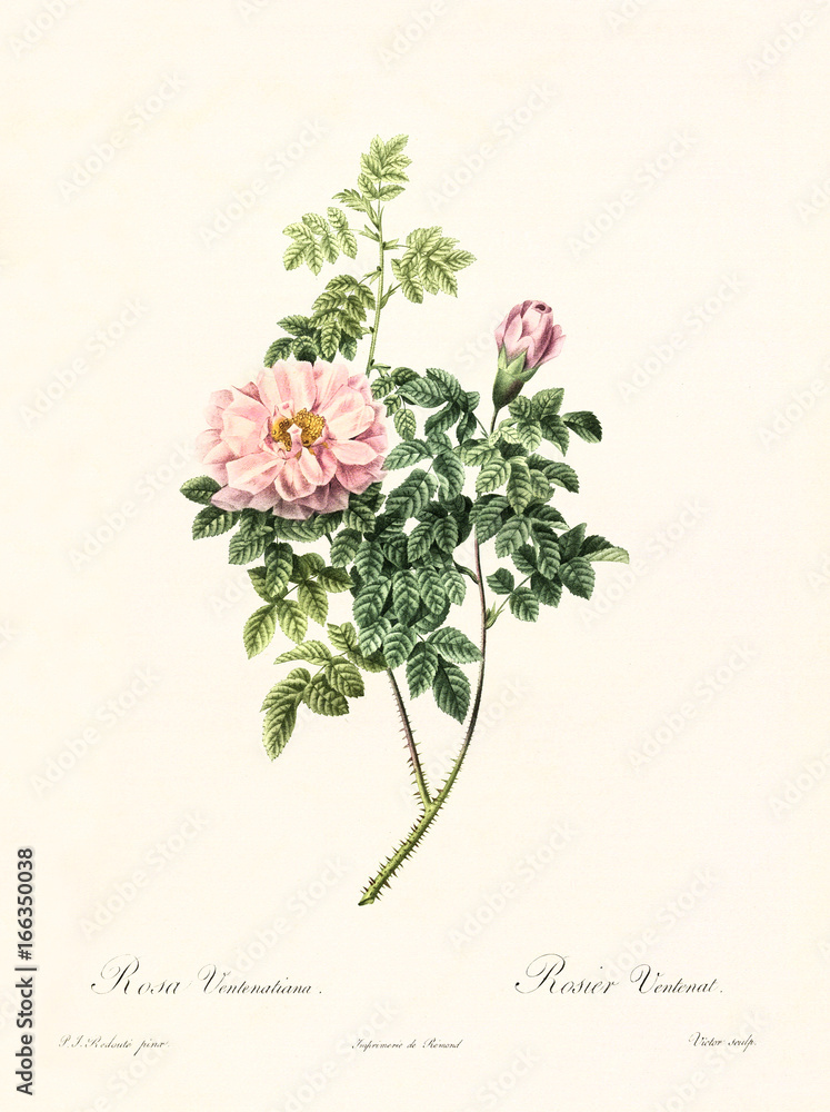 Old illustration of Rosa ventenatiana. Created by P. R. Redoute, published on Les Roses, Imp. Firmin Didot, Paris, 1817-24 - obrazy, fototapety, plakaty 