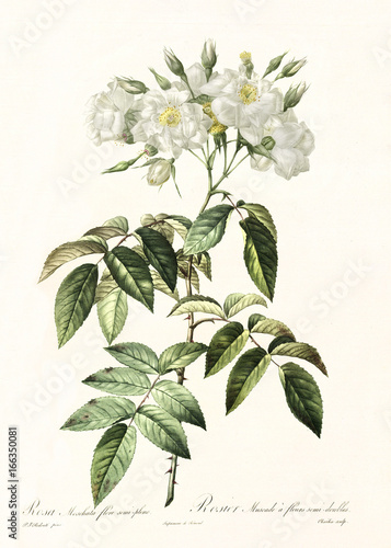 Old illustration of Semi-Double Musk Rose (Rosa moschata plena). Created by P. R. Redoute, published on Les Roses, Imp. Firmin Didot, Paris, 1817-24 photo