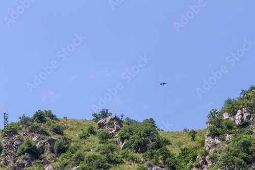An eagle over a mountain