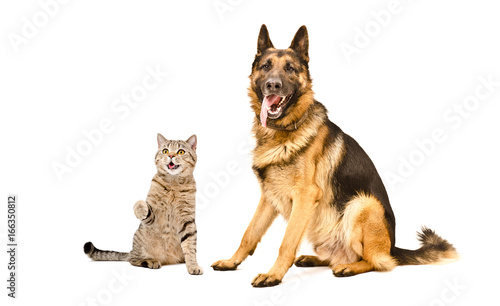 Funny cat Scottish Straight and German Shepherd dog  isolated on white background