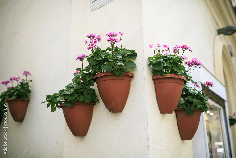 pink flowers in the wall