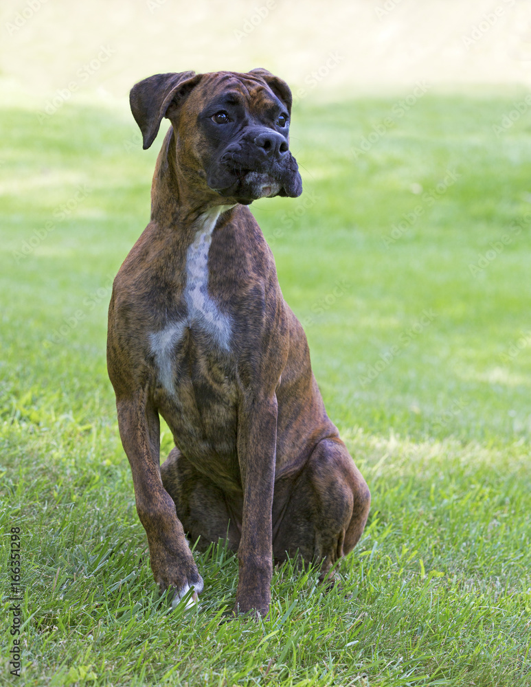 Boxer puppy dog sitting in a grassy meadow on a warm sunny day.