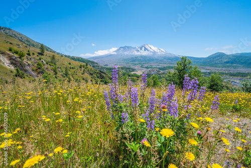 The breathtaking views of the volcano. Amazing valley of flowers. Hummocks Trail. Mount St Helens National Park, South Cascades in Washington State, USA © khomlyak