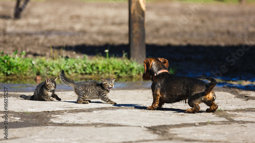 Fototapeta Naklejka Na Ścianę i Meble -  Cat versus dog