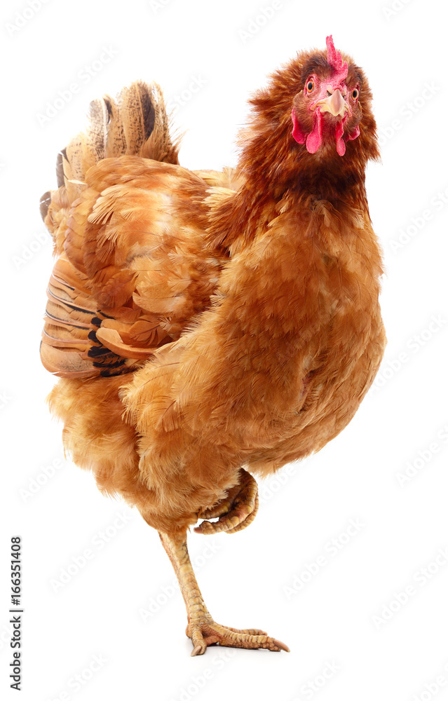 Fototapeta premium Brown hen isolated.