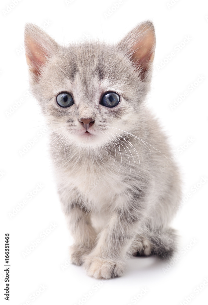 Small gray kitten.