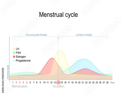 Menstrual cycle