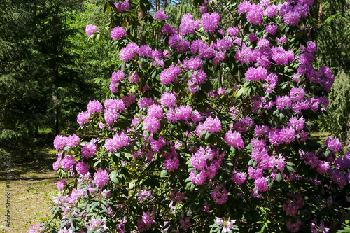Rhododendron in a forest environment